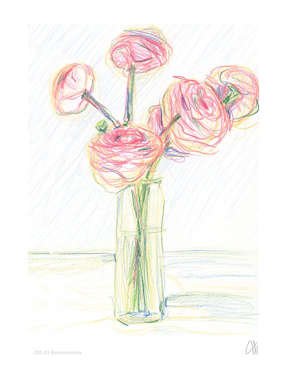 Ranunculus Study