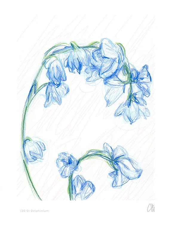 Delphinium Study