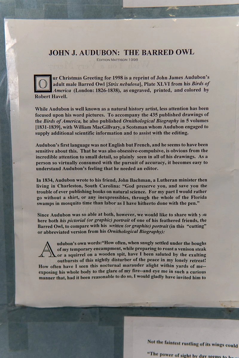 Audubon-barred-owl-3.jpg