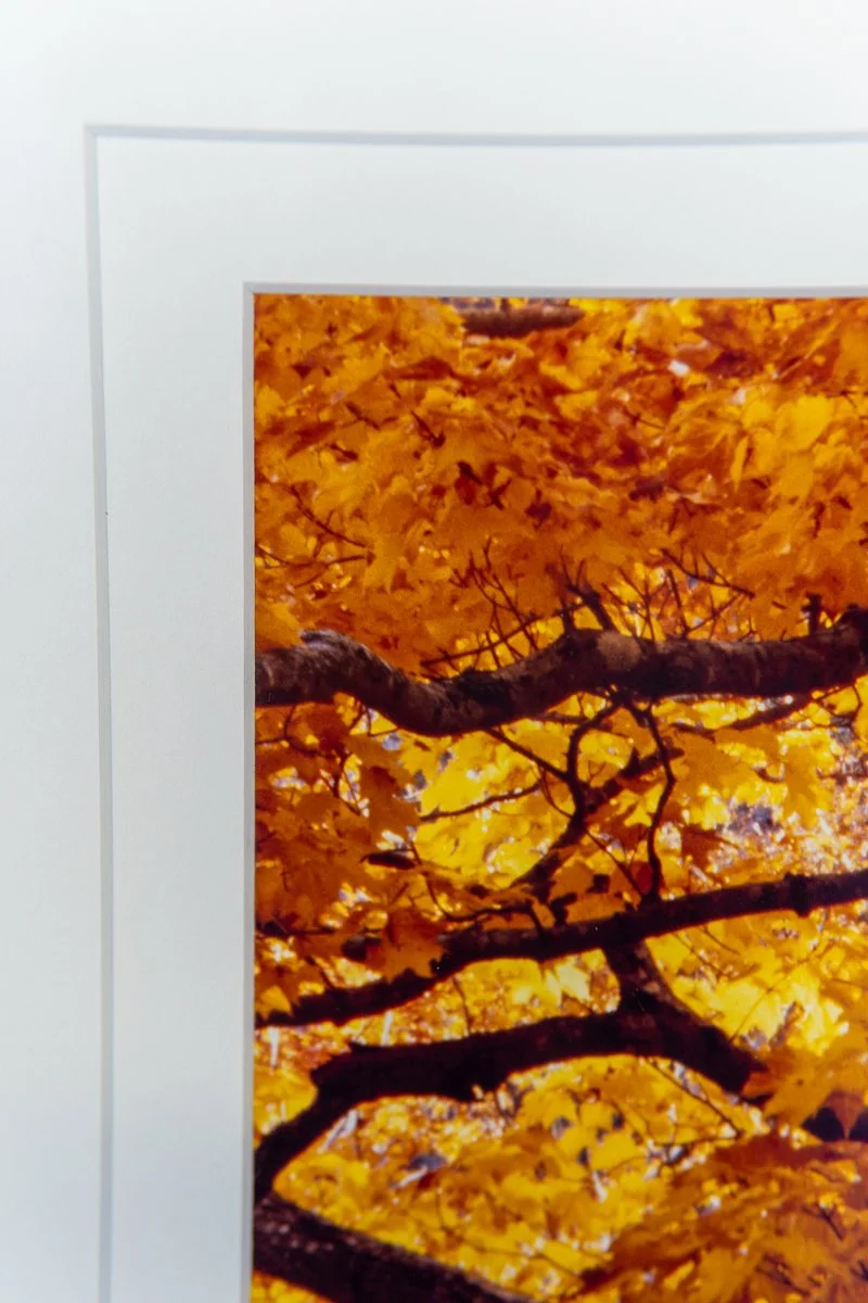 remien-october-gold-13.jpg