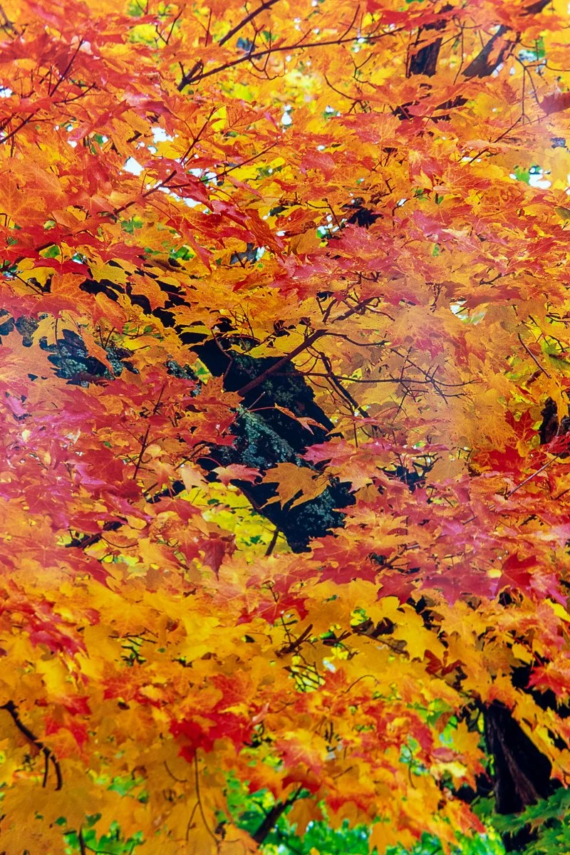 remien-praise-autumn-8.jpg
