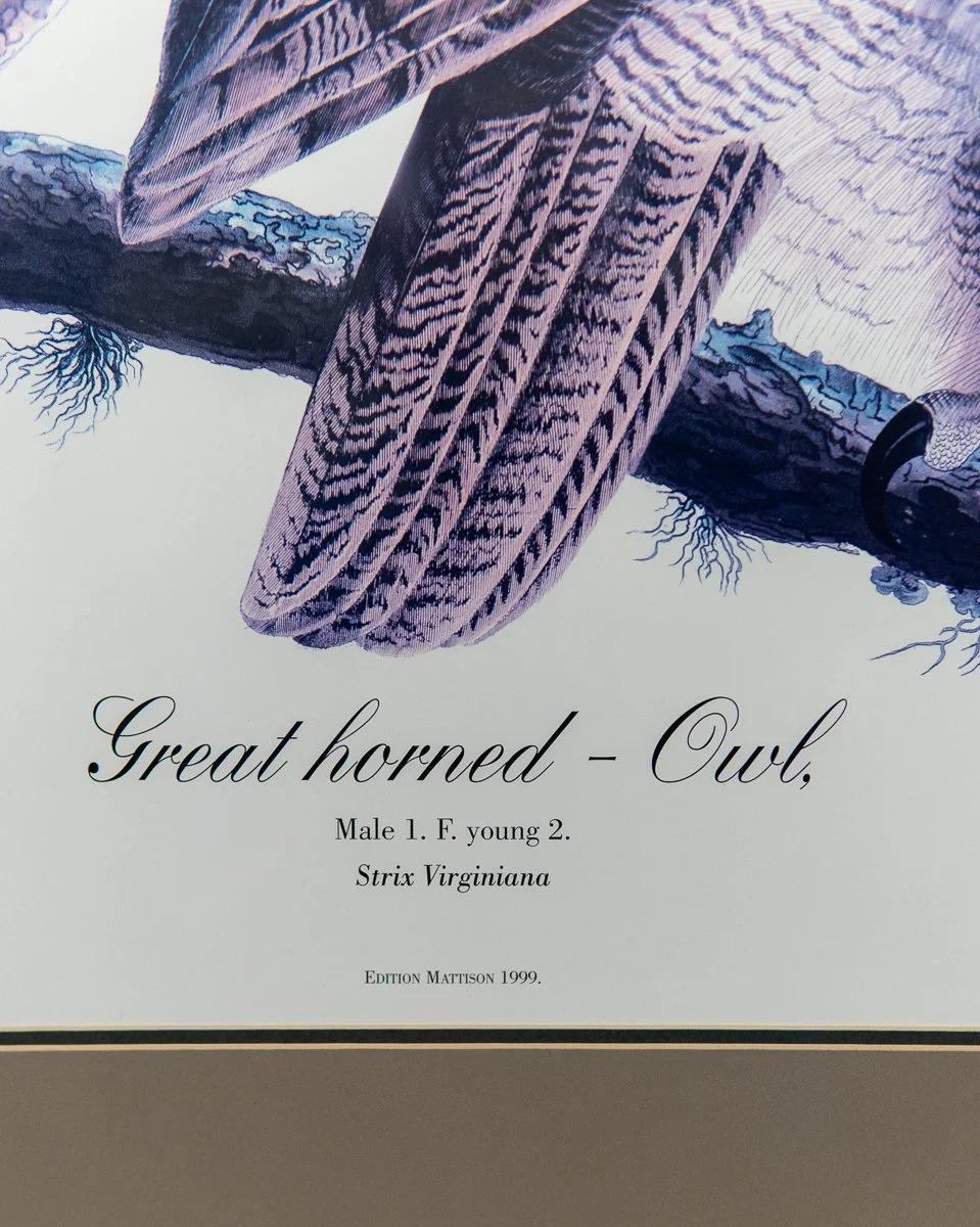 Audubon-great-horned-owl-6.jpg