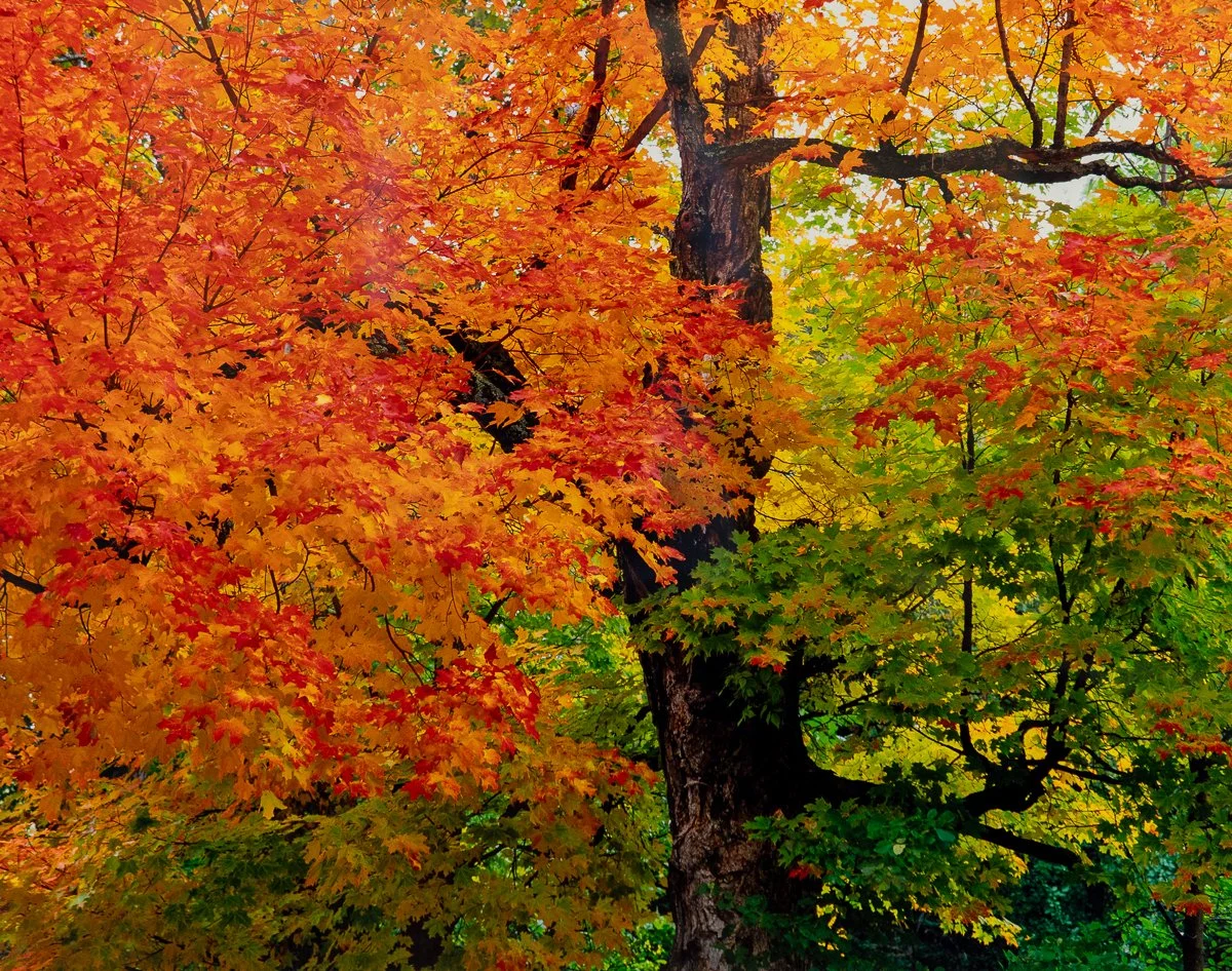 remien-praise-autumn-4.jpg