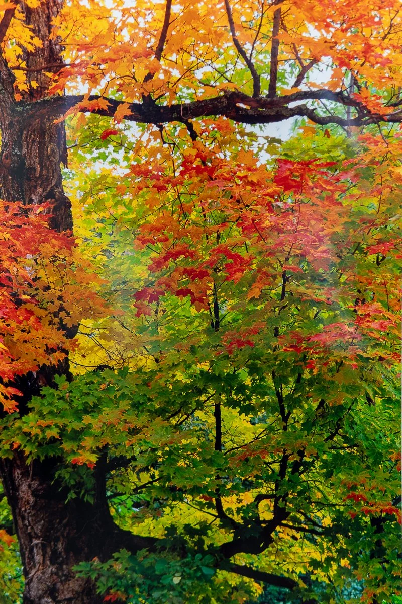 remien-praise-autumn-9.jpg