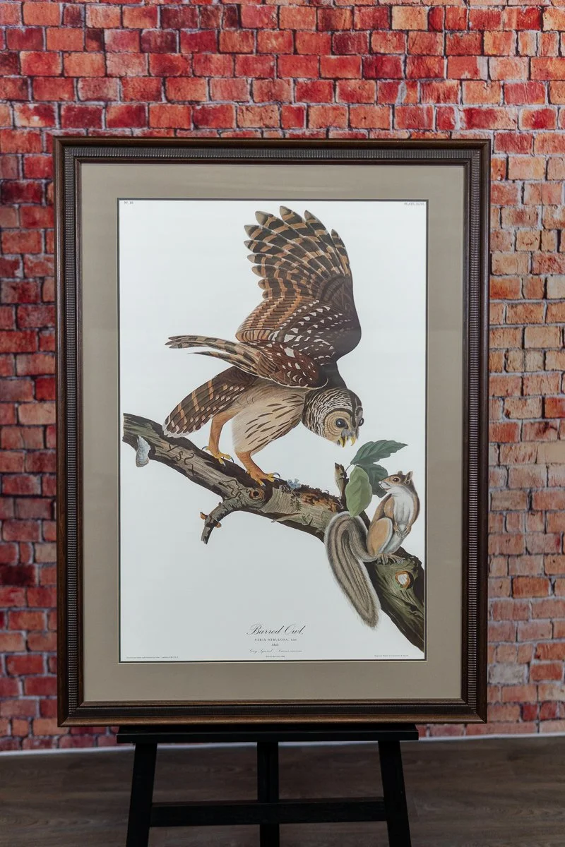 Audubon-barred-owl-1.jpg