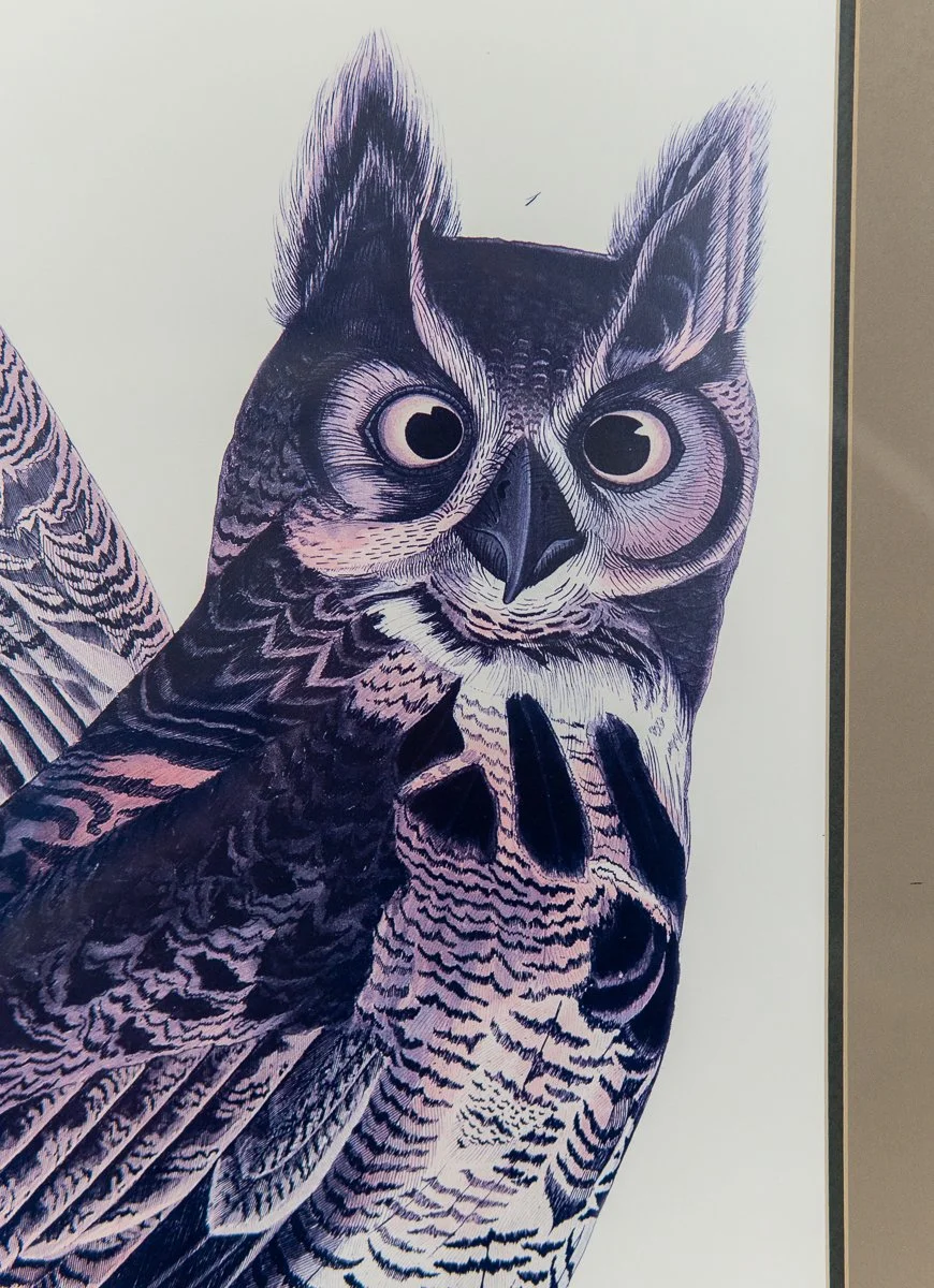 Audubon-great-horned-owl-10.jpg
