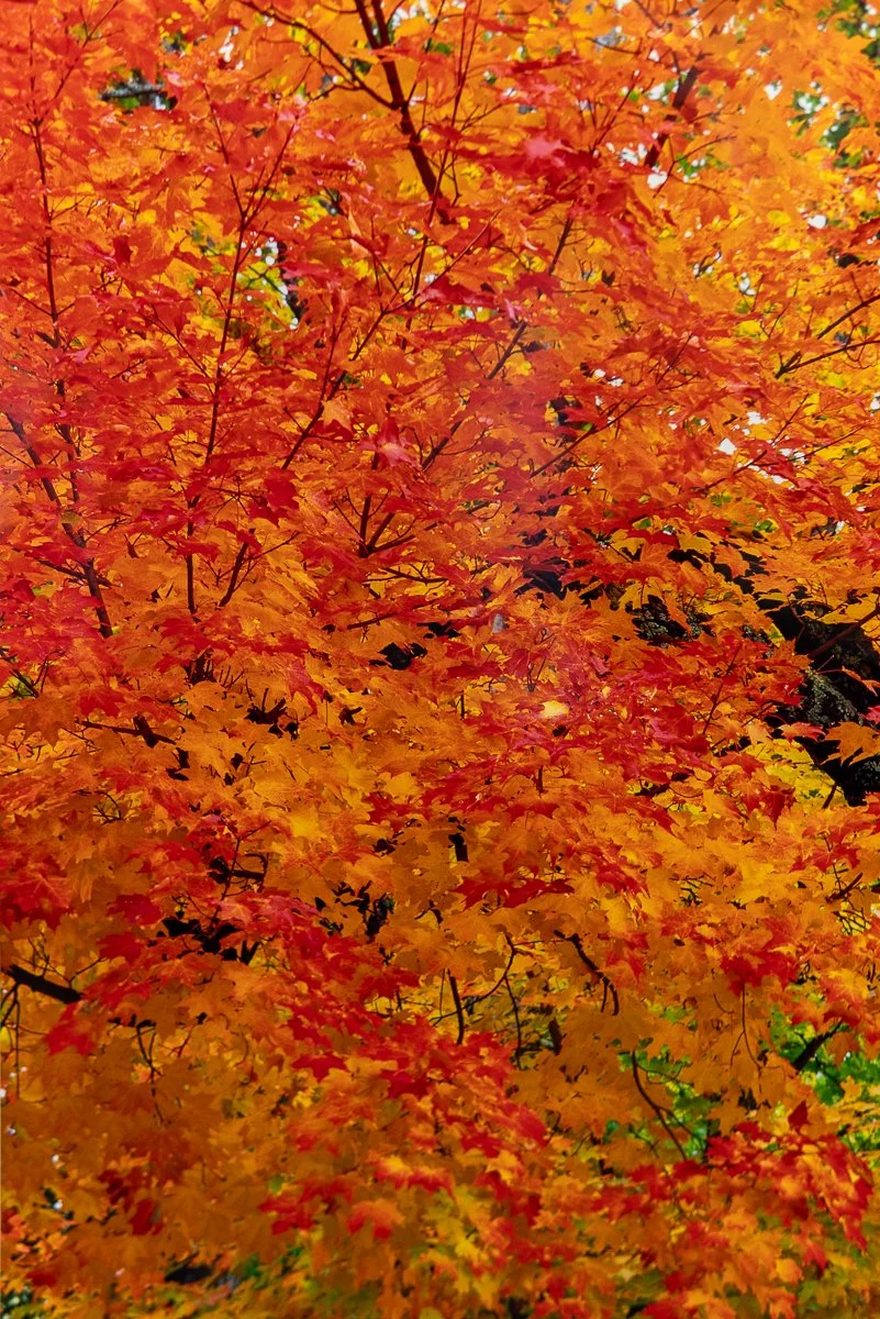 remien-praise-autumn-5.jpg