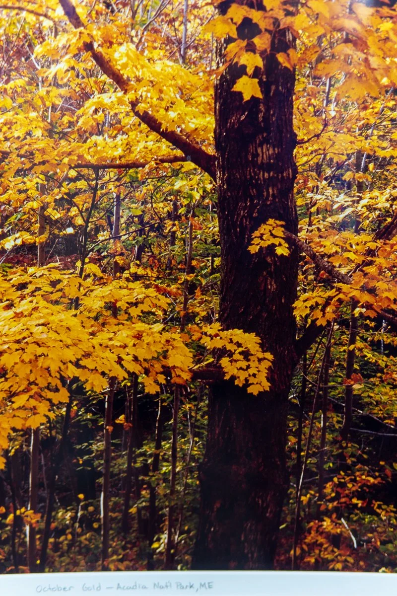 remien-october-gold-11.jpg