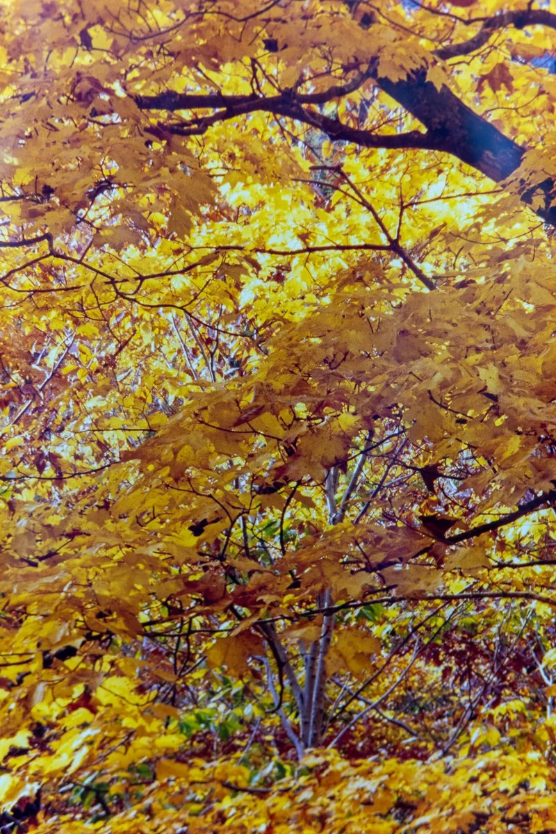 remien-october-gold-15.jpg