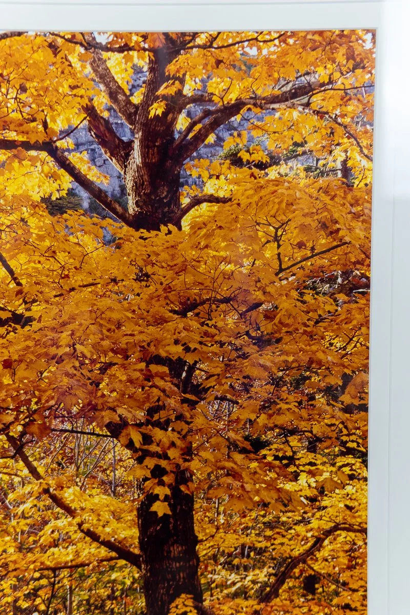remien-october-gold-8.jpg