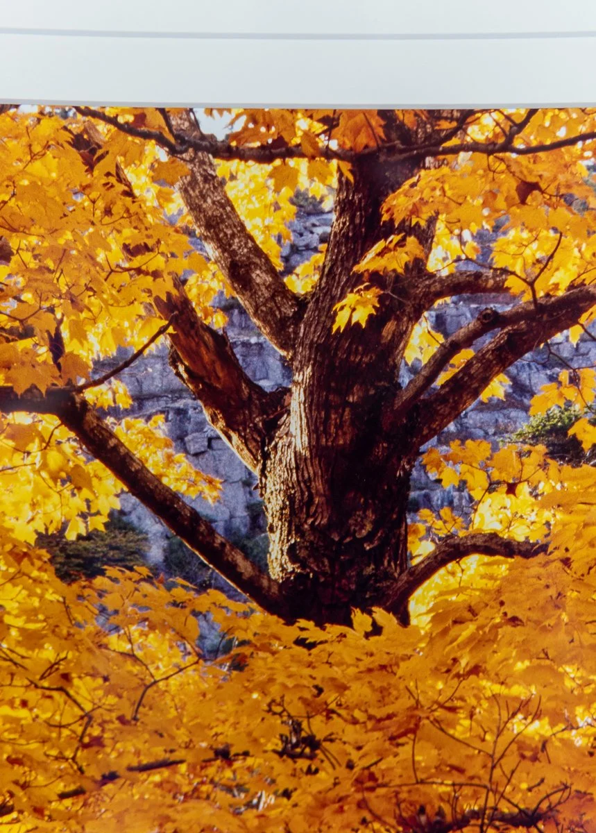 remien-october-gold-10.jpg