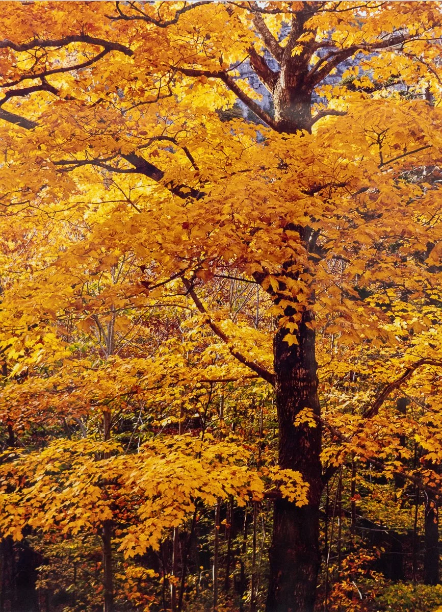 remien-october-gold-2.jpg