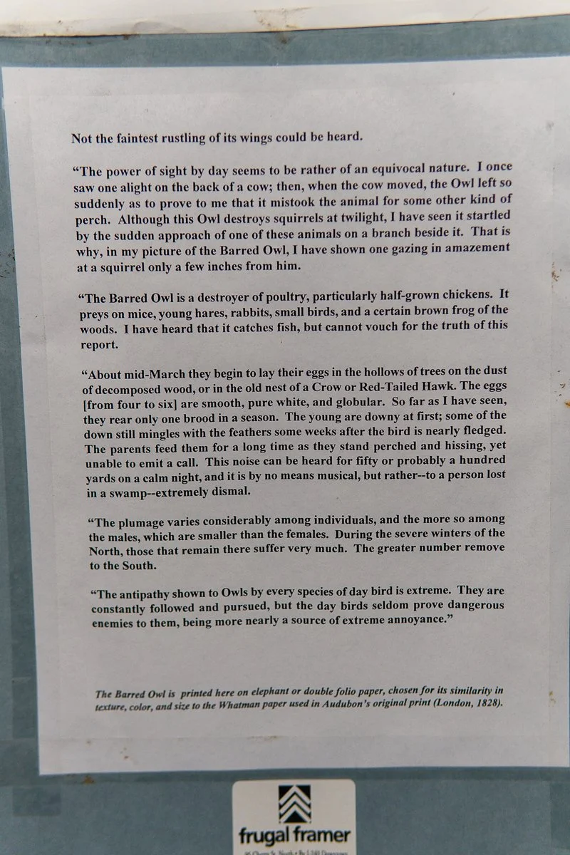 Audubon-barred-owl-5.jpg