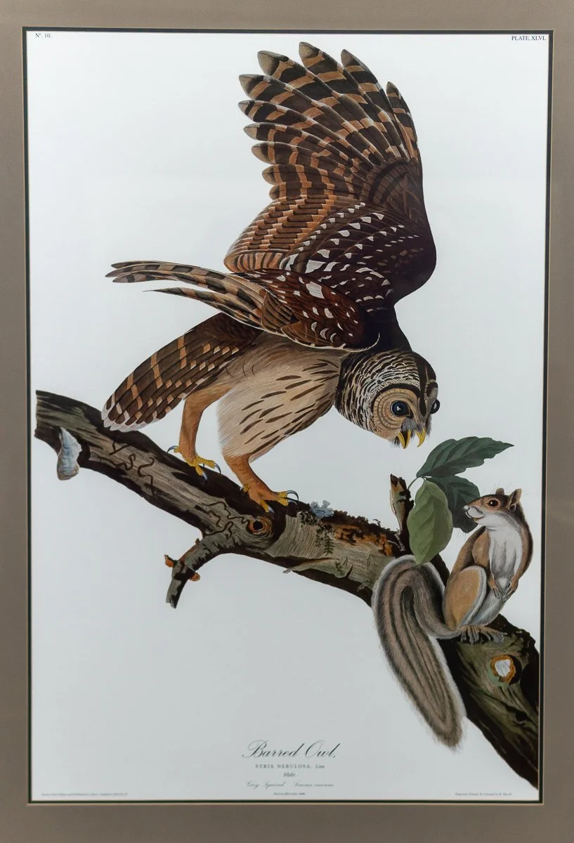 Audubon-barred-owl-6.jpg