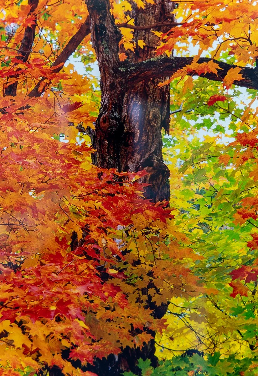 remien-praise-autumn-7.jpg