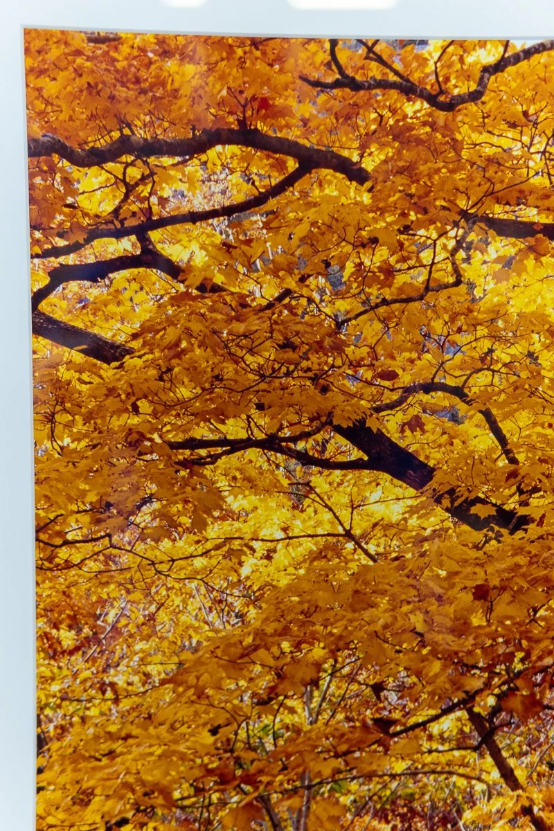 remien-october-gold-9.jpg