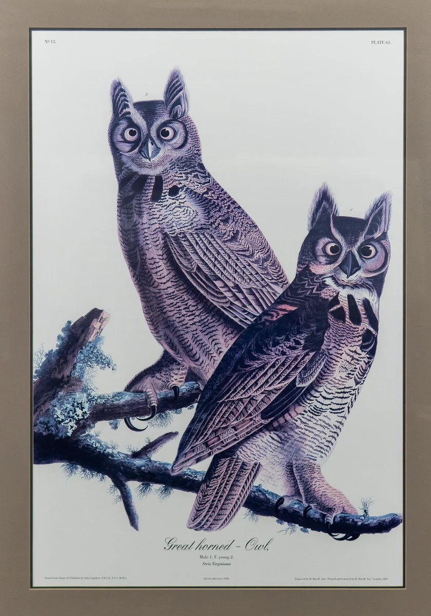 Audubon-great-horned-owl-5.jpg