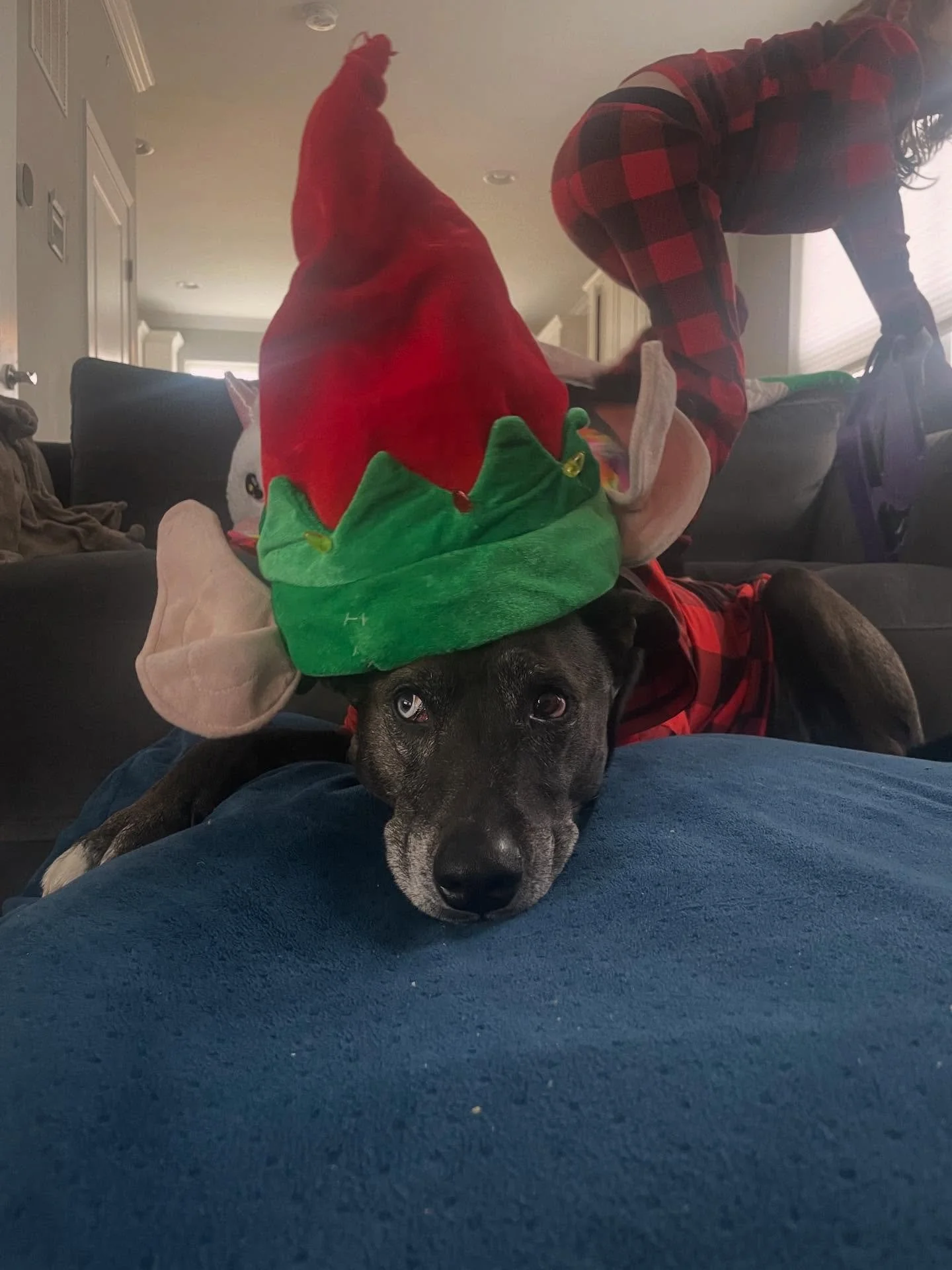 Merry happy holidays to all who celebrate!