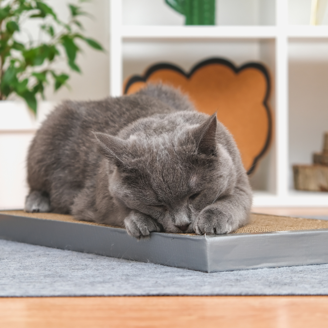 Cat stretching and using a scratching board in a luxury boarding suite.