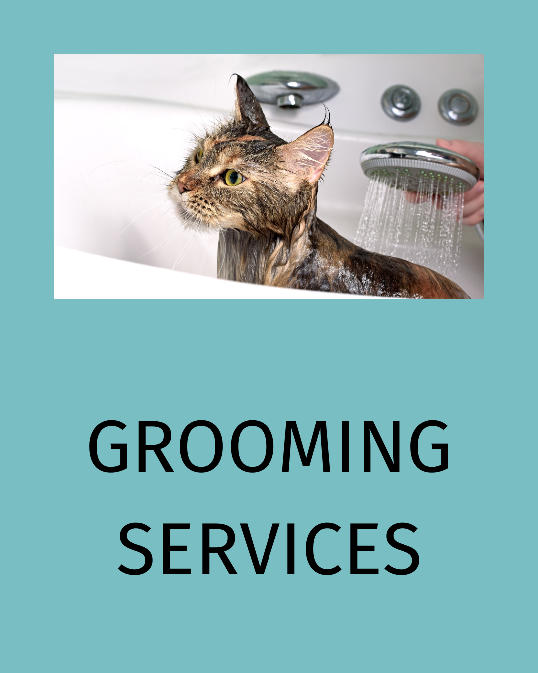 Cat enjoying a gentle bath and coat rinse at our North Fort Myers cat exclusive grooming salon.