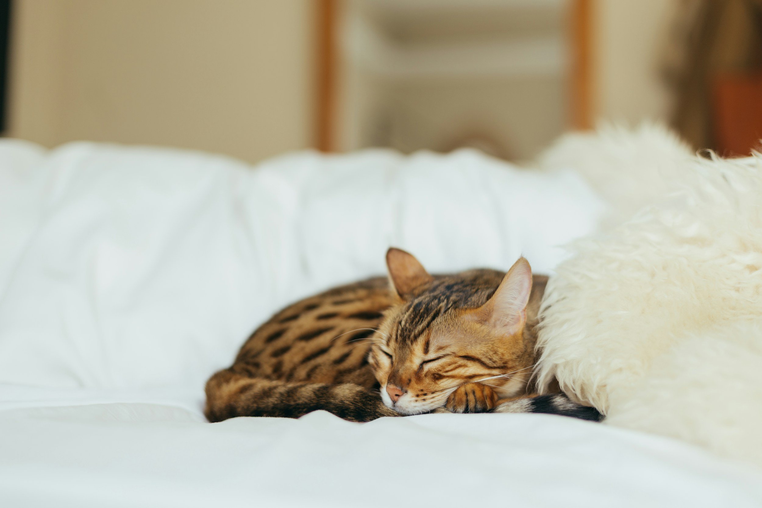 Tabby cat resting on a soft blanket in a private luxury boarding suite.