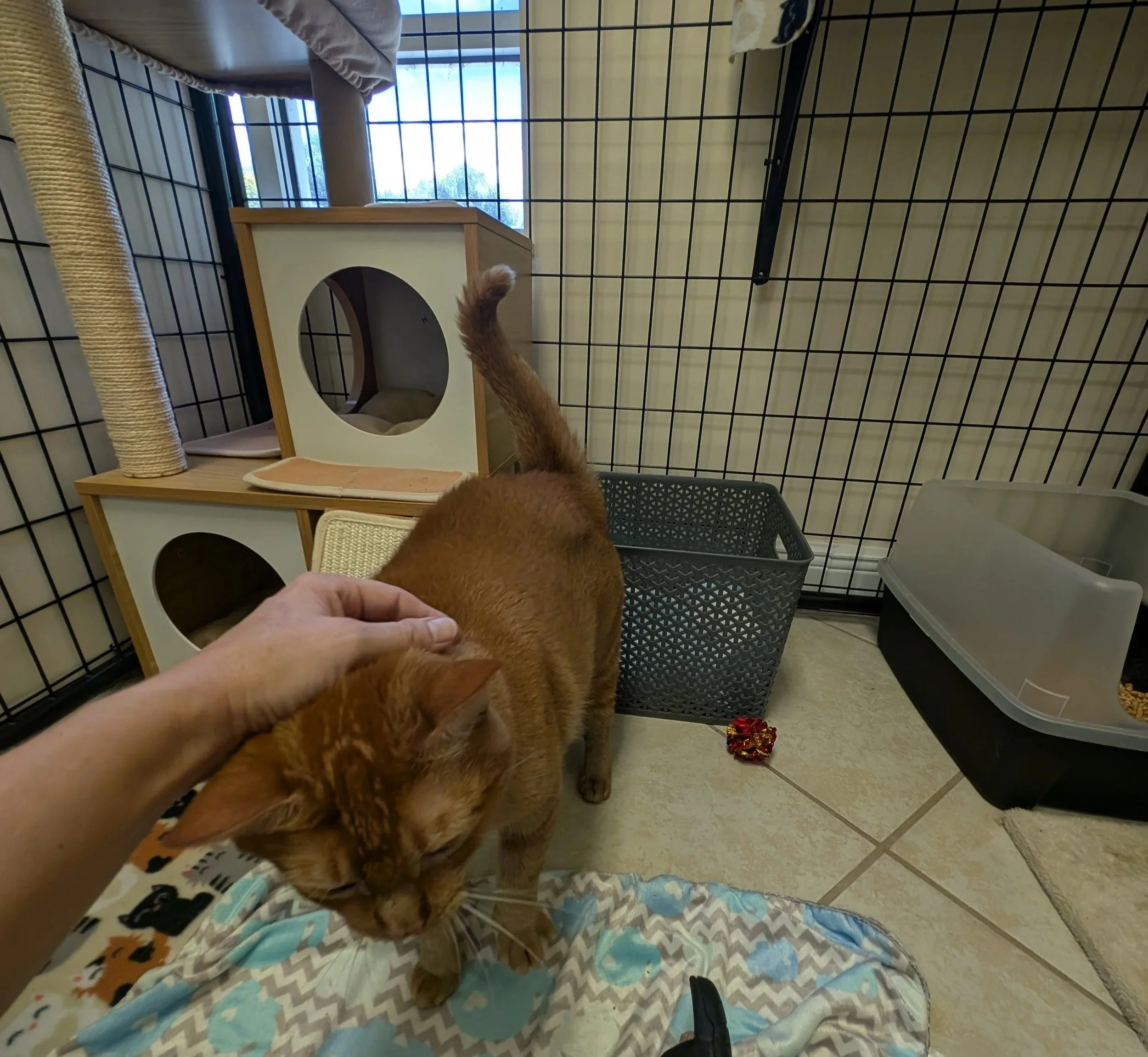 Cat enjoying an interactive one-on-one toy playtime session during their stay.