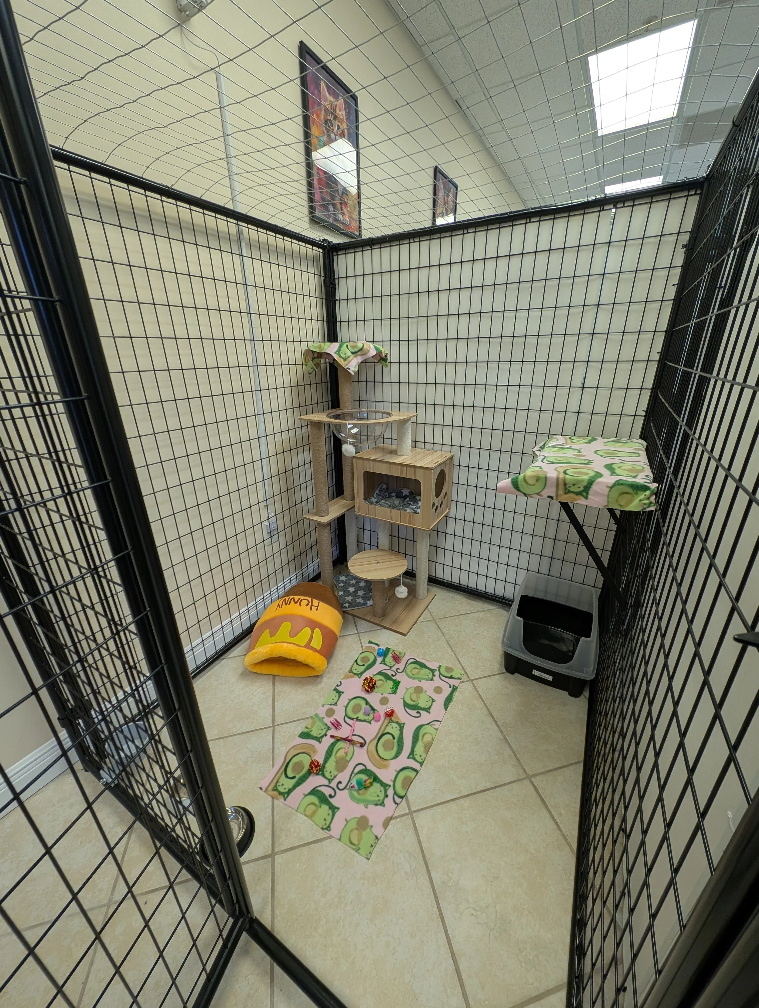 Relaxed cat resting comfortably in a quiet, cat-only boarding suite.