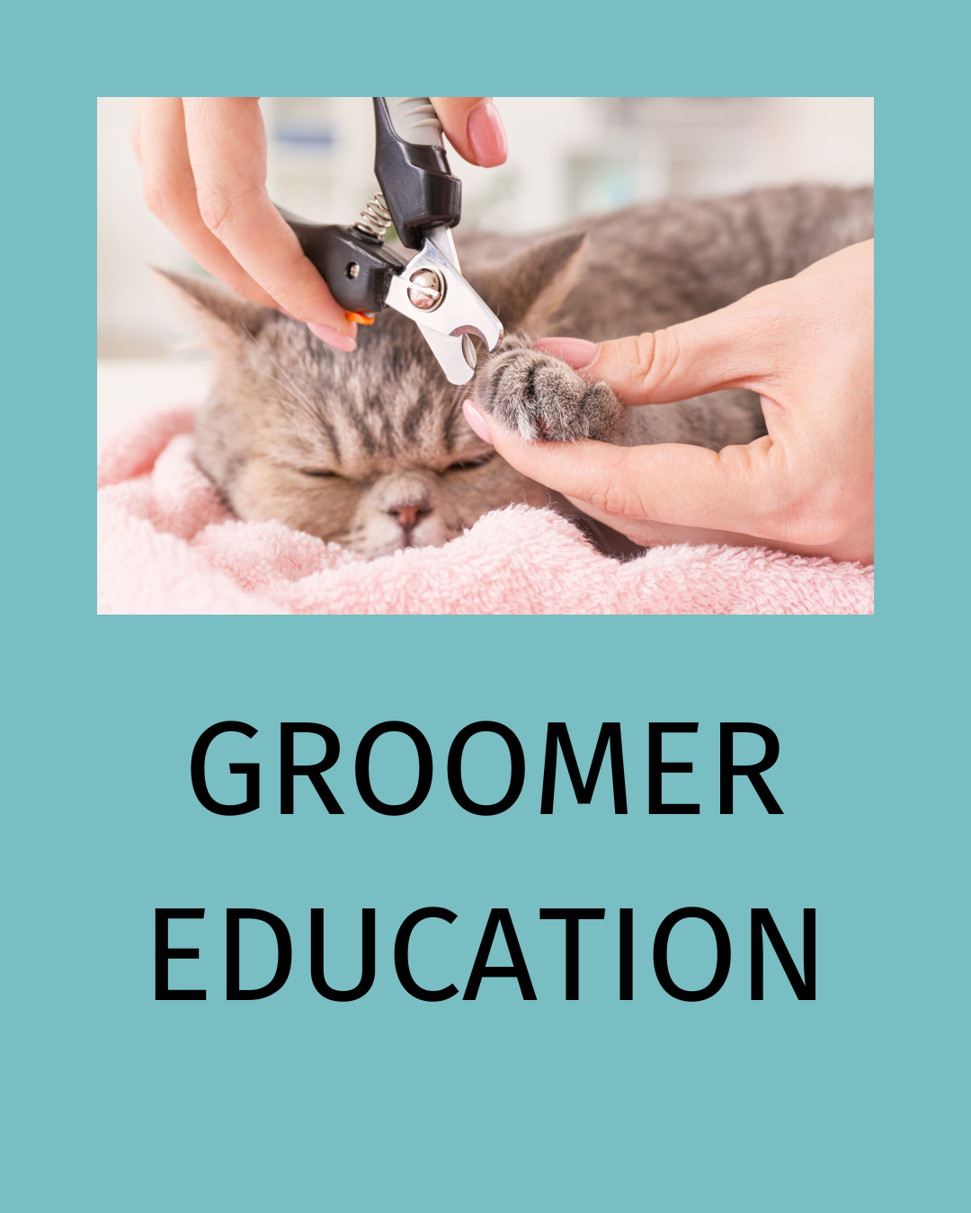 Professional cat groomer carefully trimming a blue tabby cat's claws.