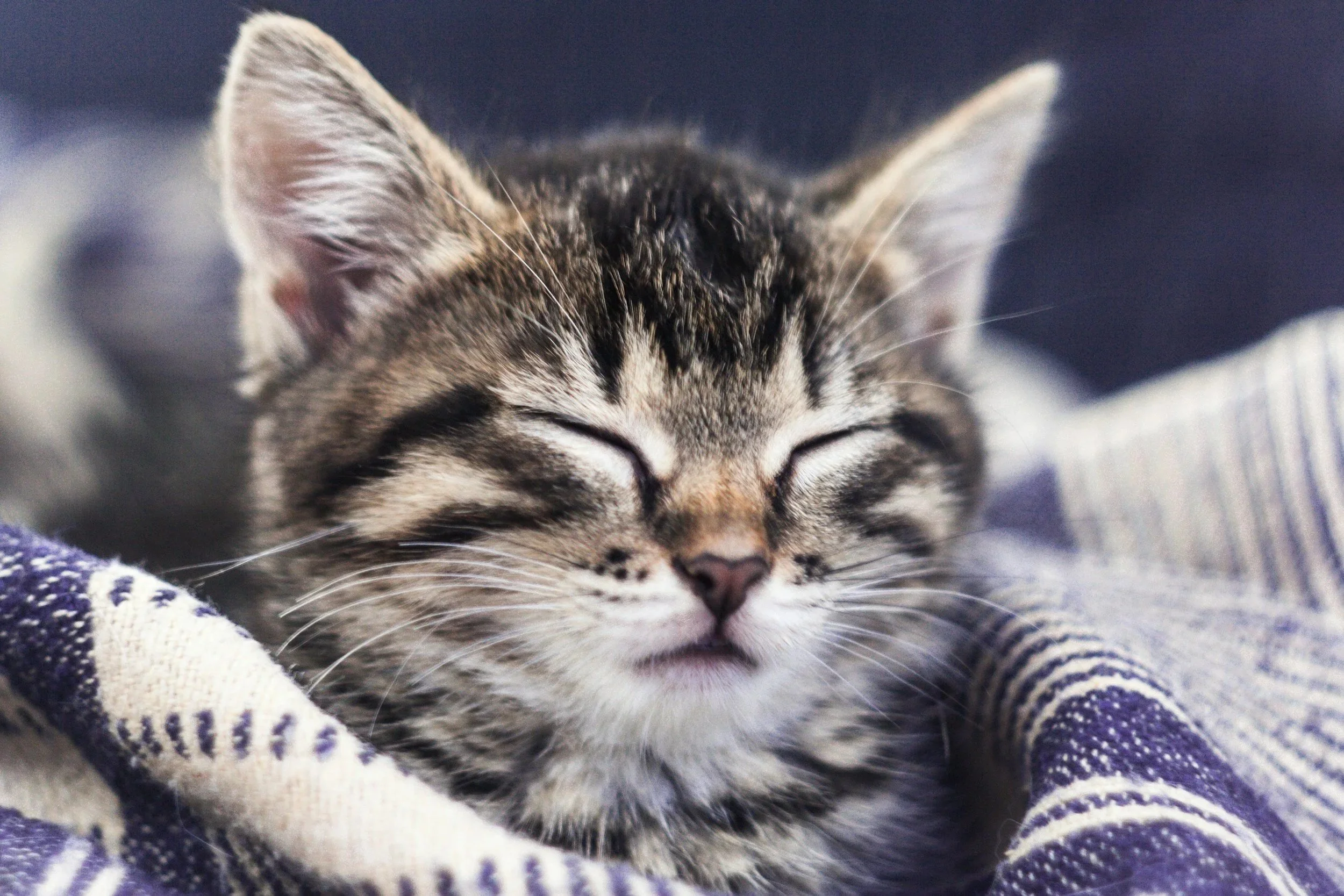 Sleeping tabby kitten relaxing peacefully during a stress-free stay at The Coastal Cat.