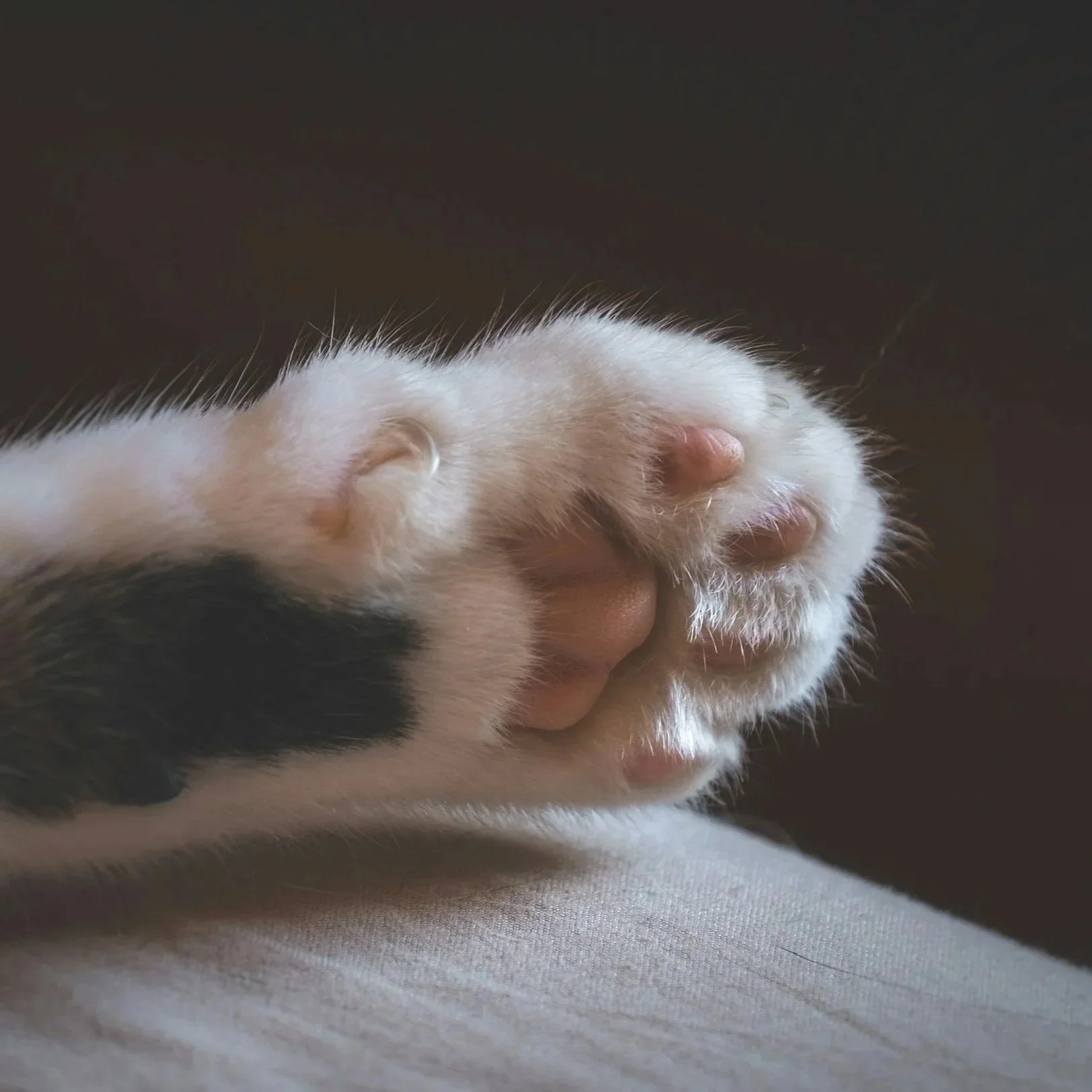 Close-up of a kitten's paw highlighting professional claw trimming and pad care.