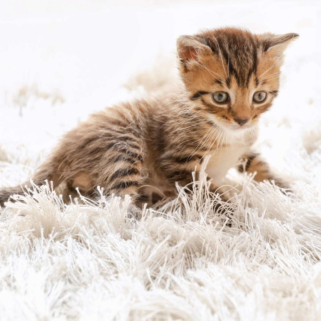 Small brown tabby kitten enjoying their first grooming appointment.