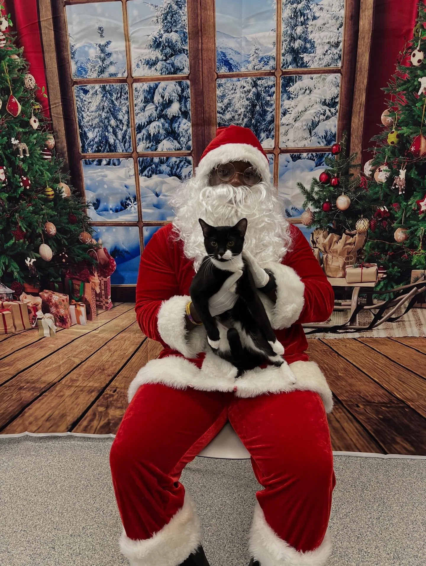 This little kitty made sure Santa got it&rsquo;s wish on the list.