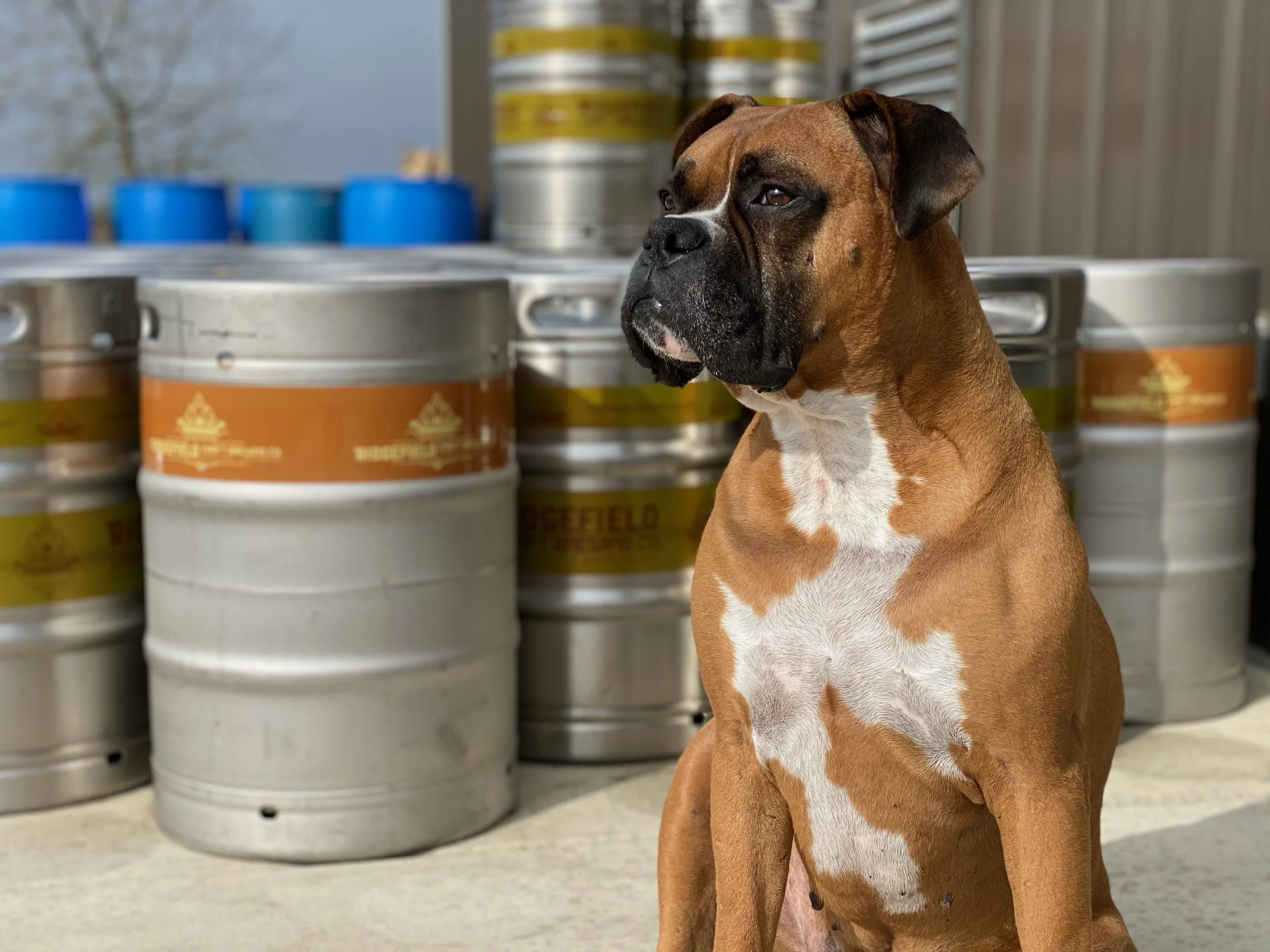 Paws and Pints (Downtown Event)