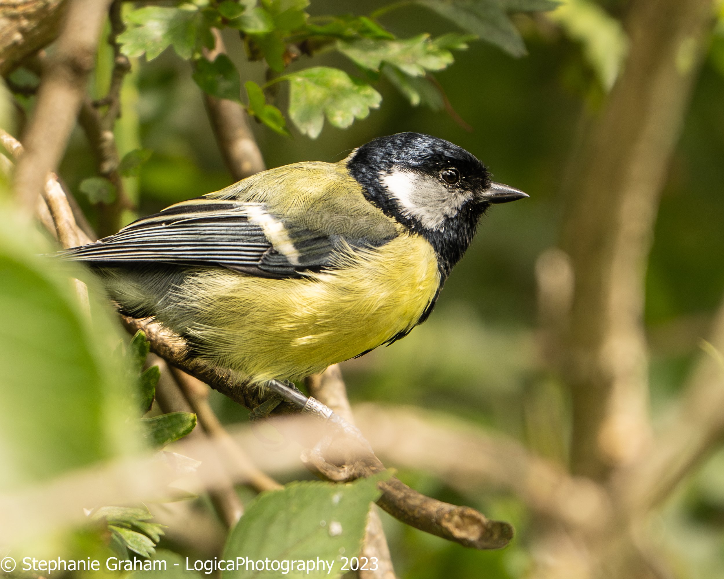 Great tit