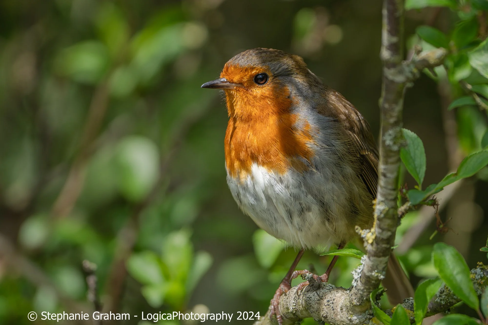 Robin