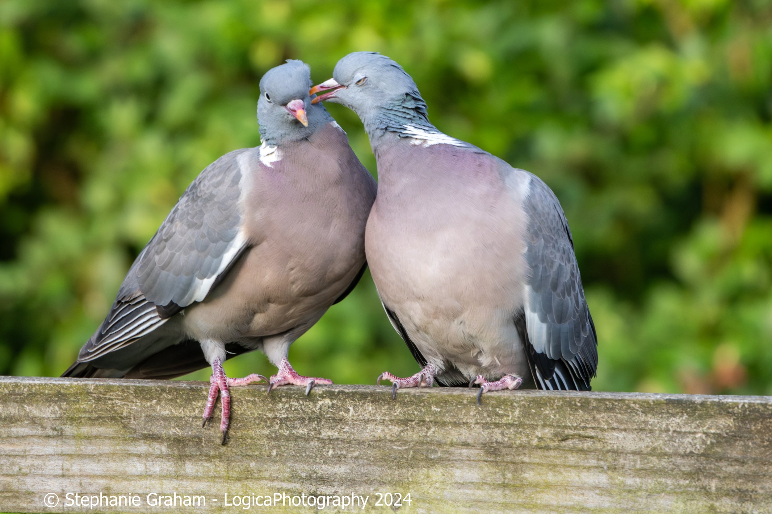Wood Pigeon