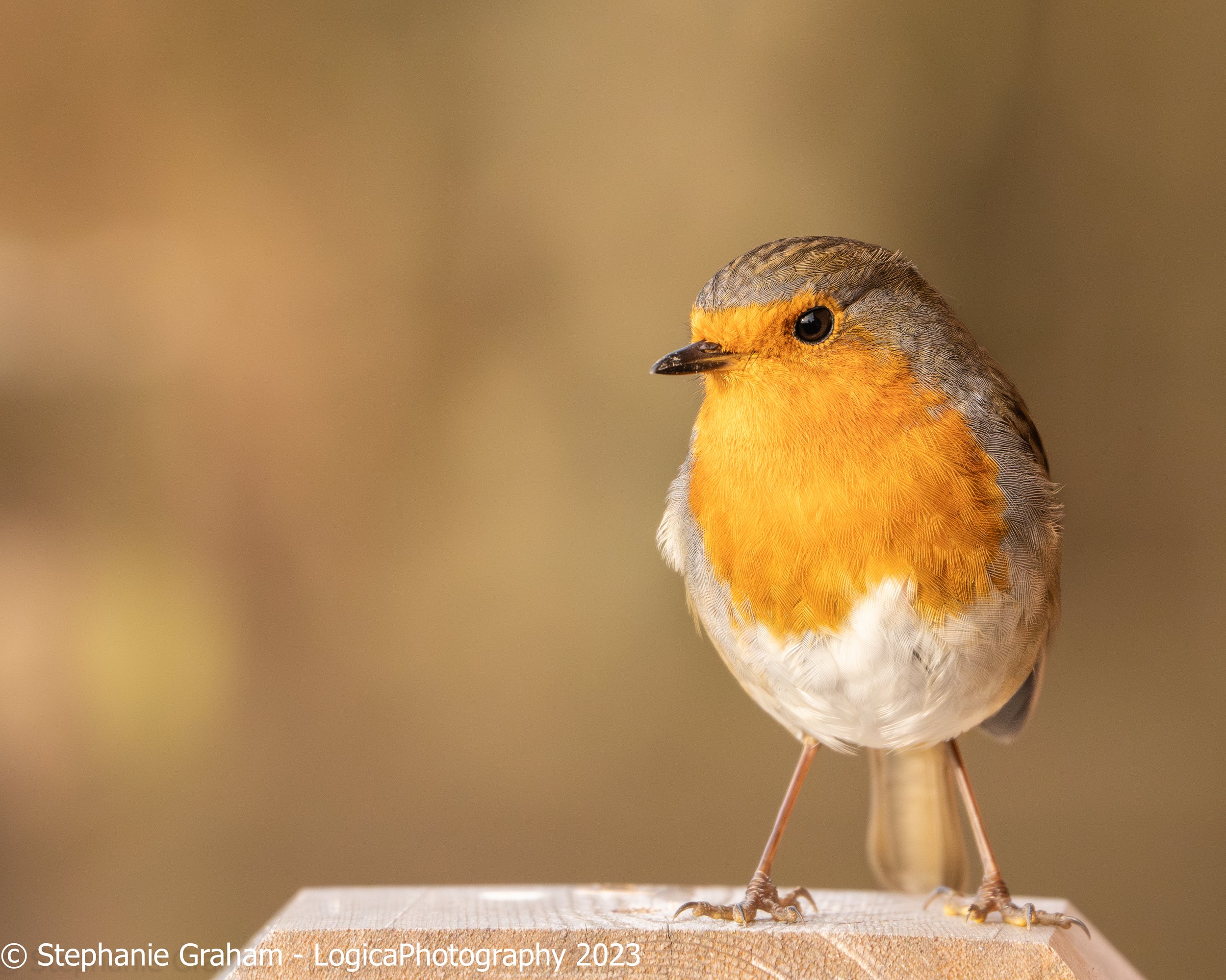 Robin