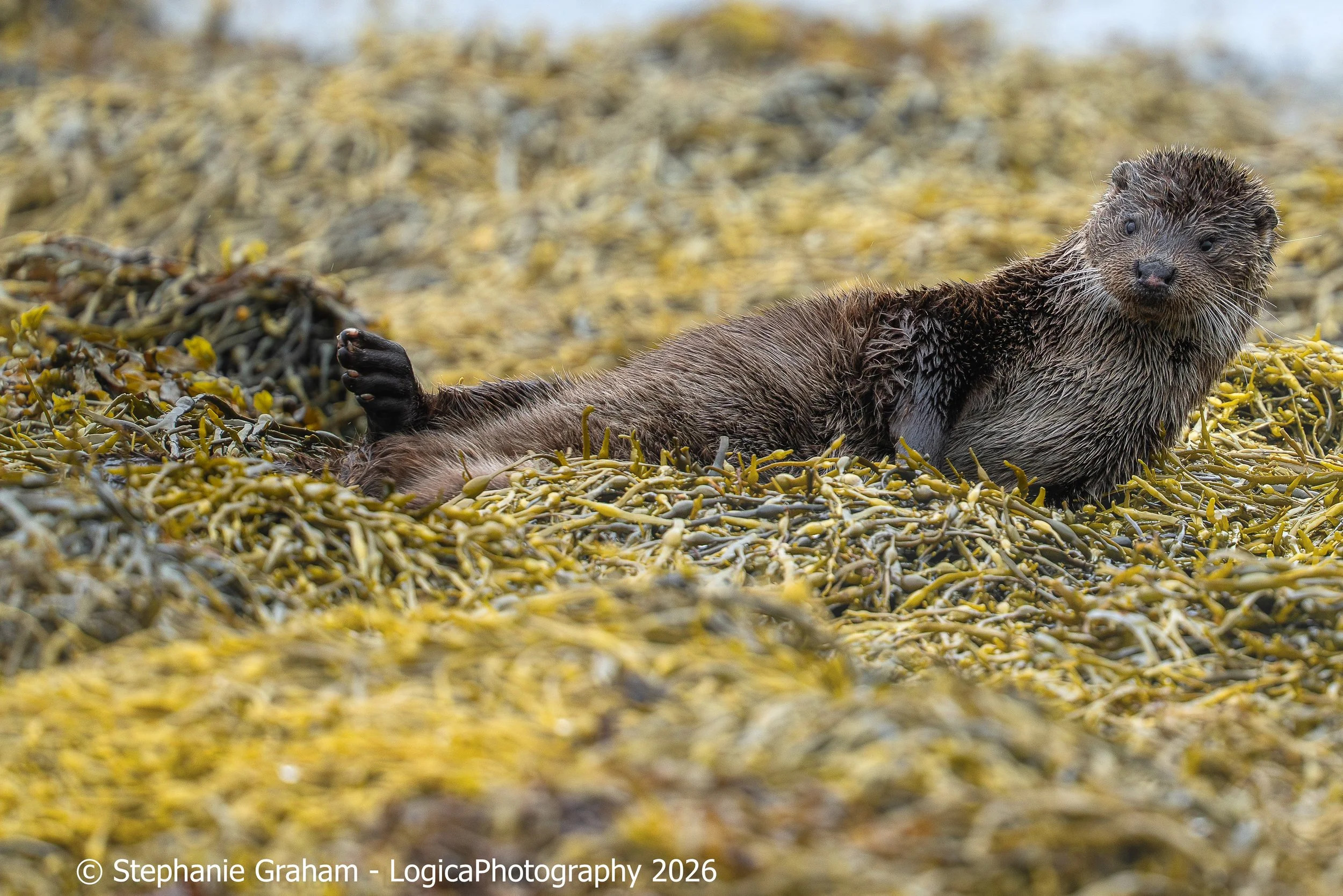 Eurasian Otter