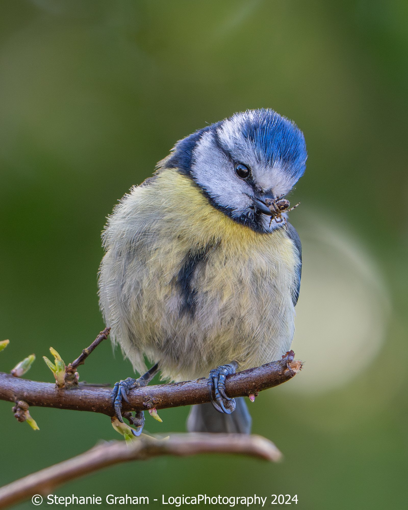 Bluetit