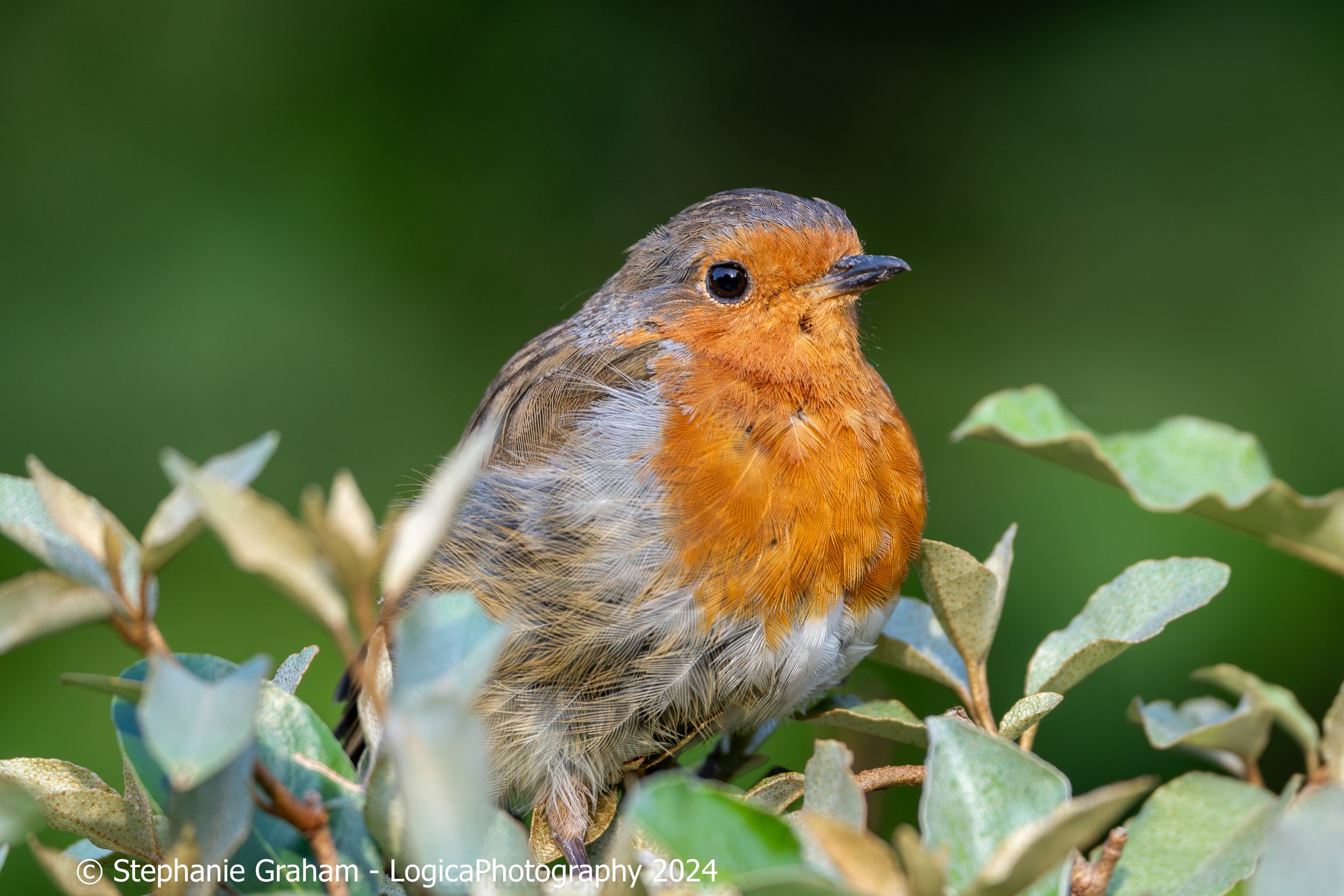 Robin