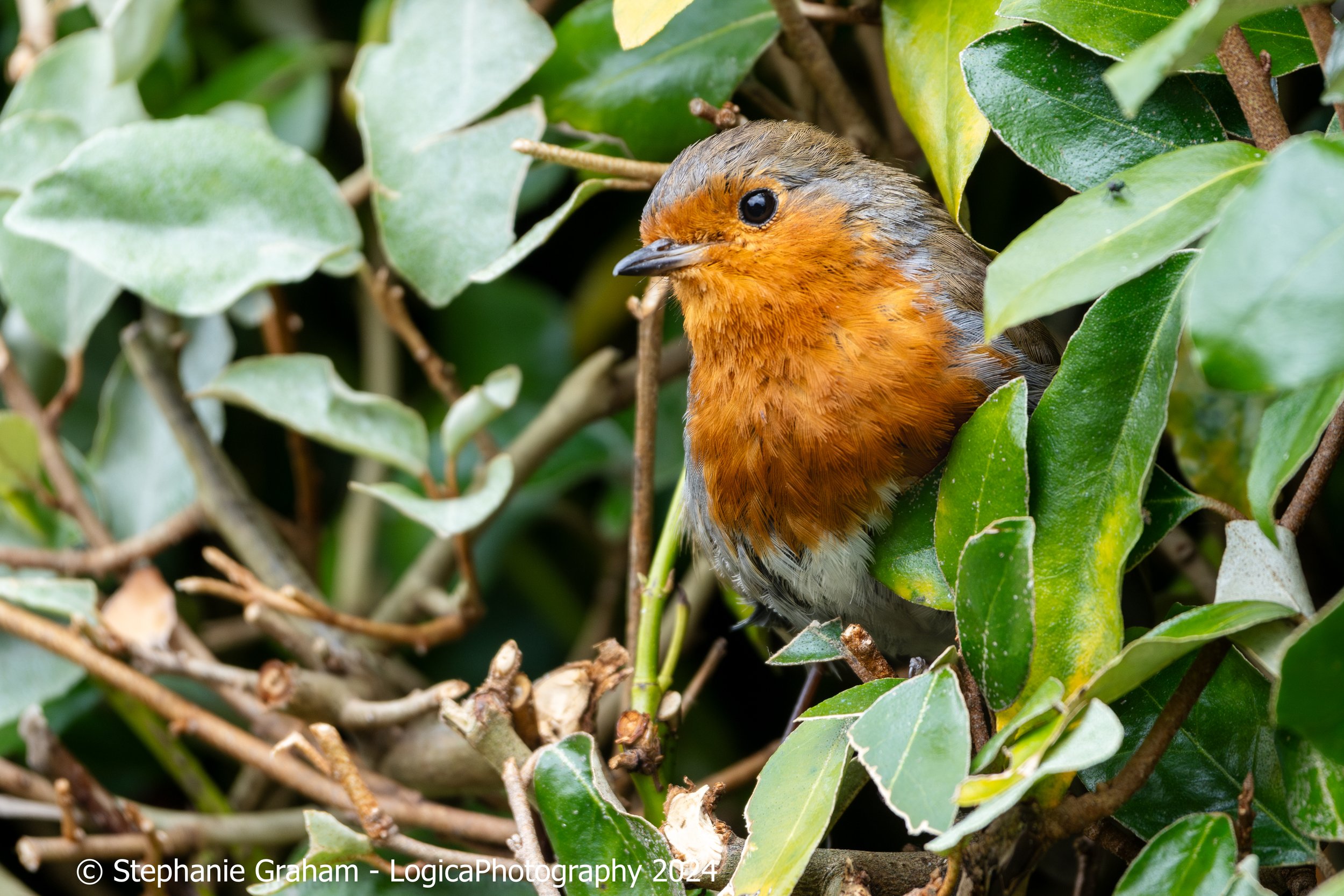 Robin