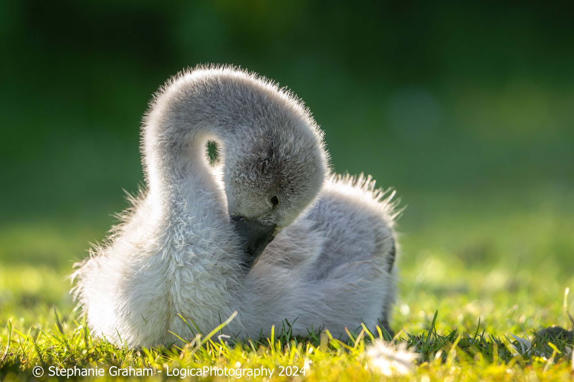 Bashful cygnet