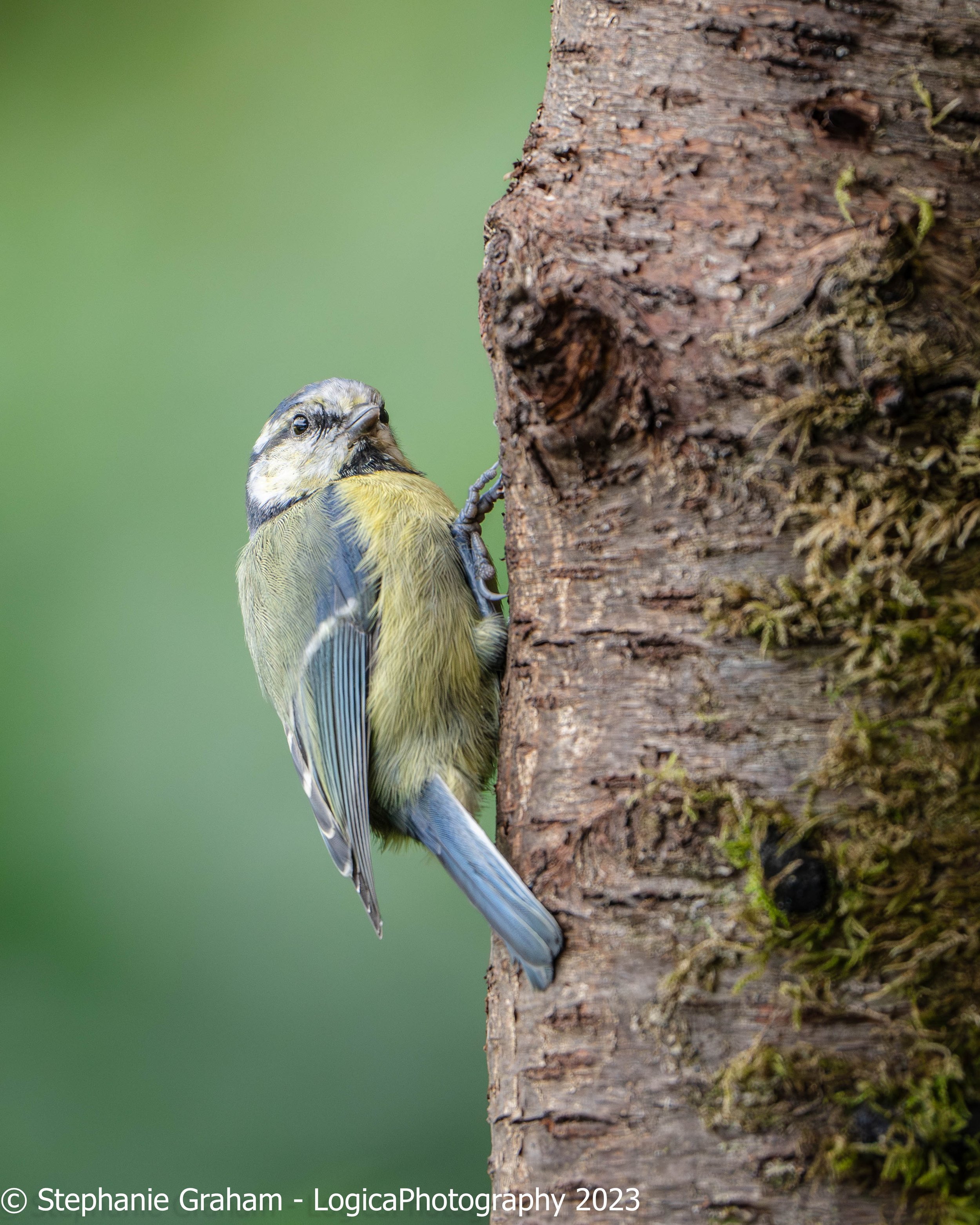 Bluetit
