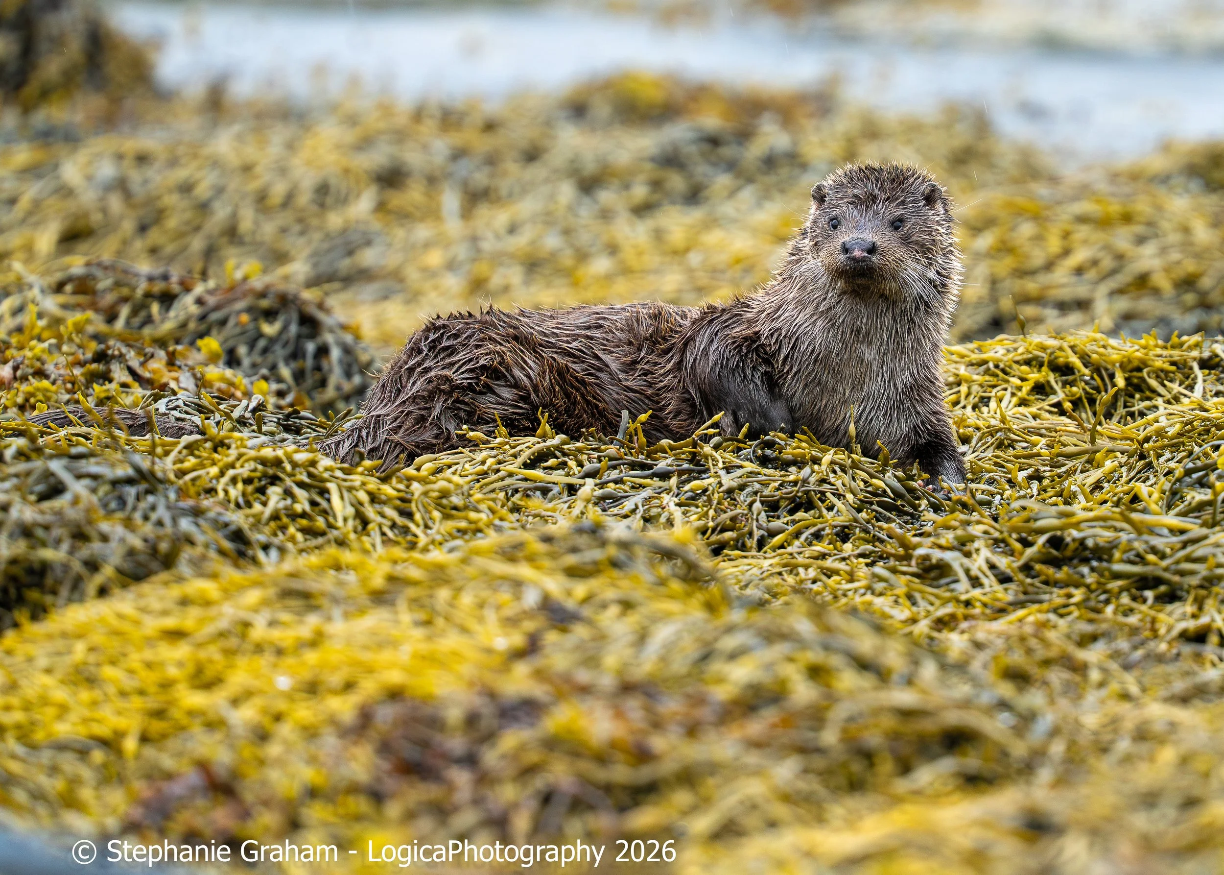 Isle of Mull - June 2026