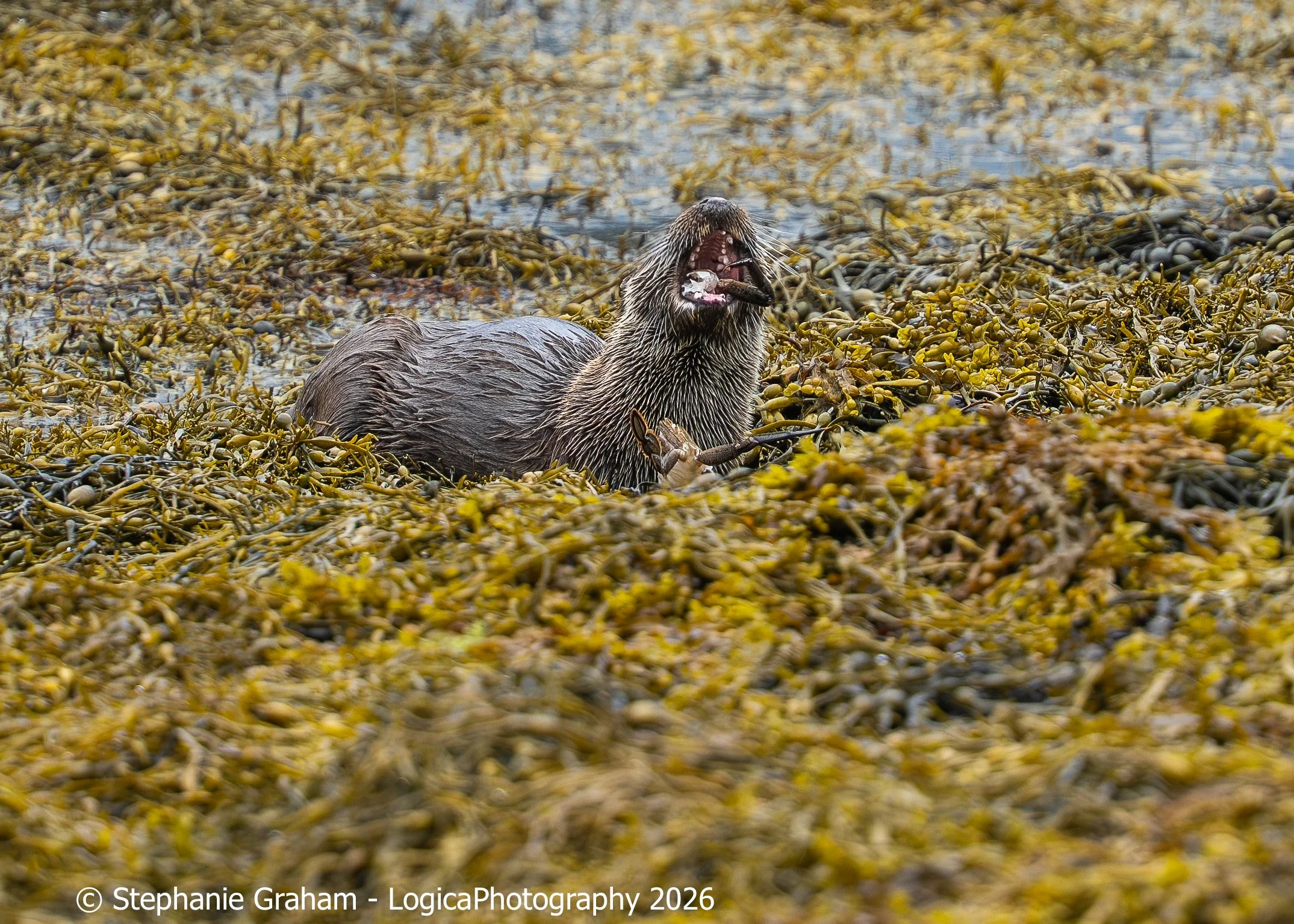 Eurasian Otter