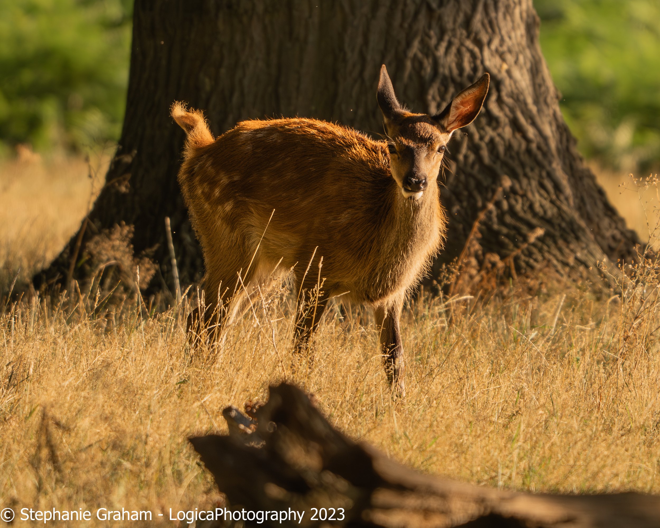 Red Deer Fawn 2
