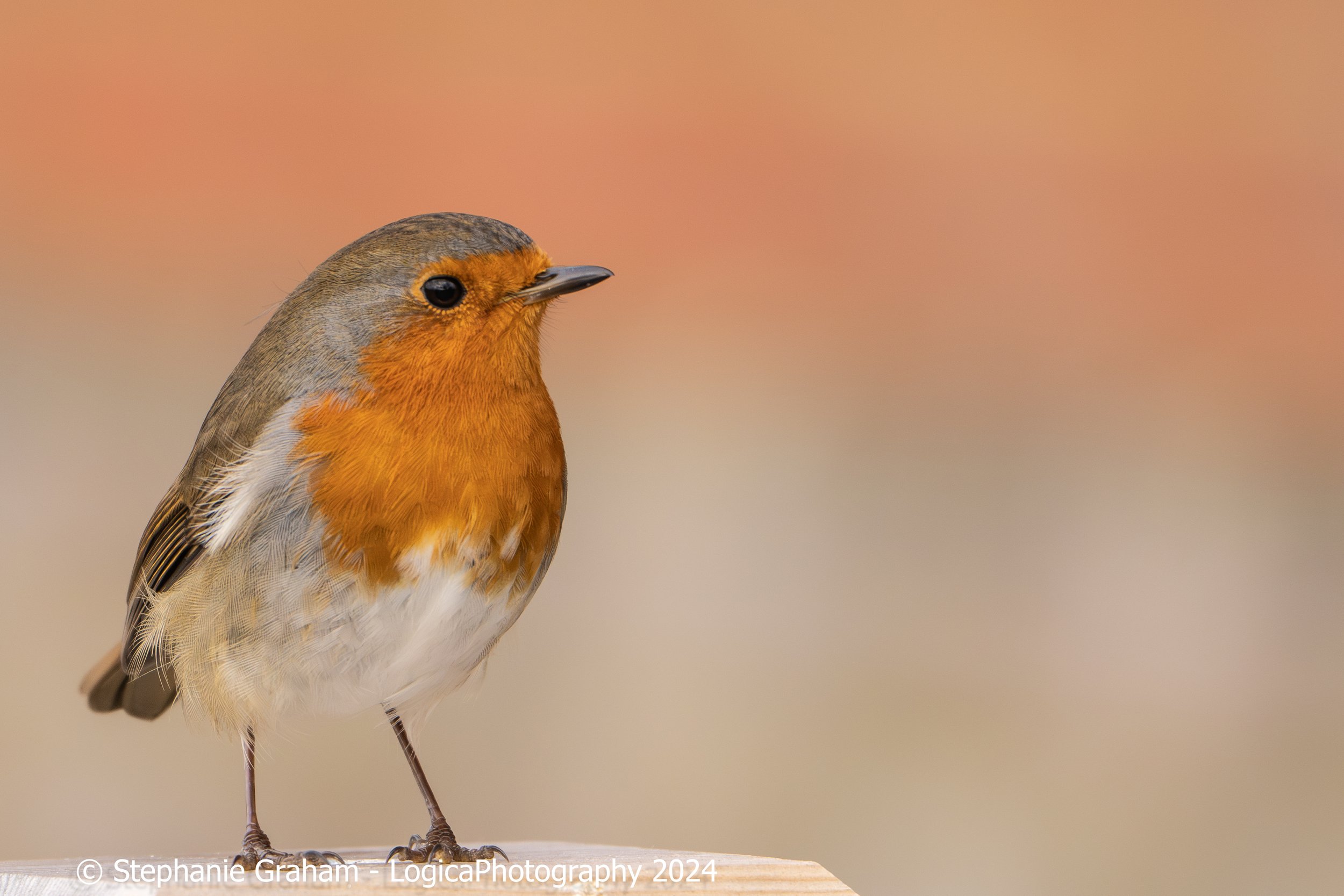 Robin