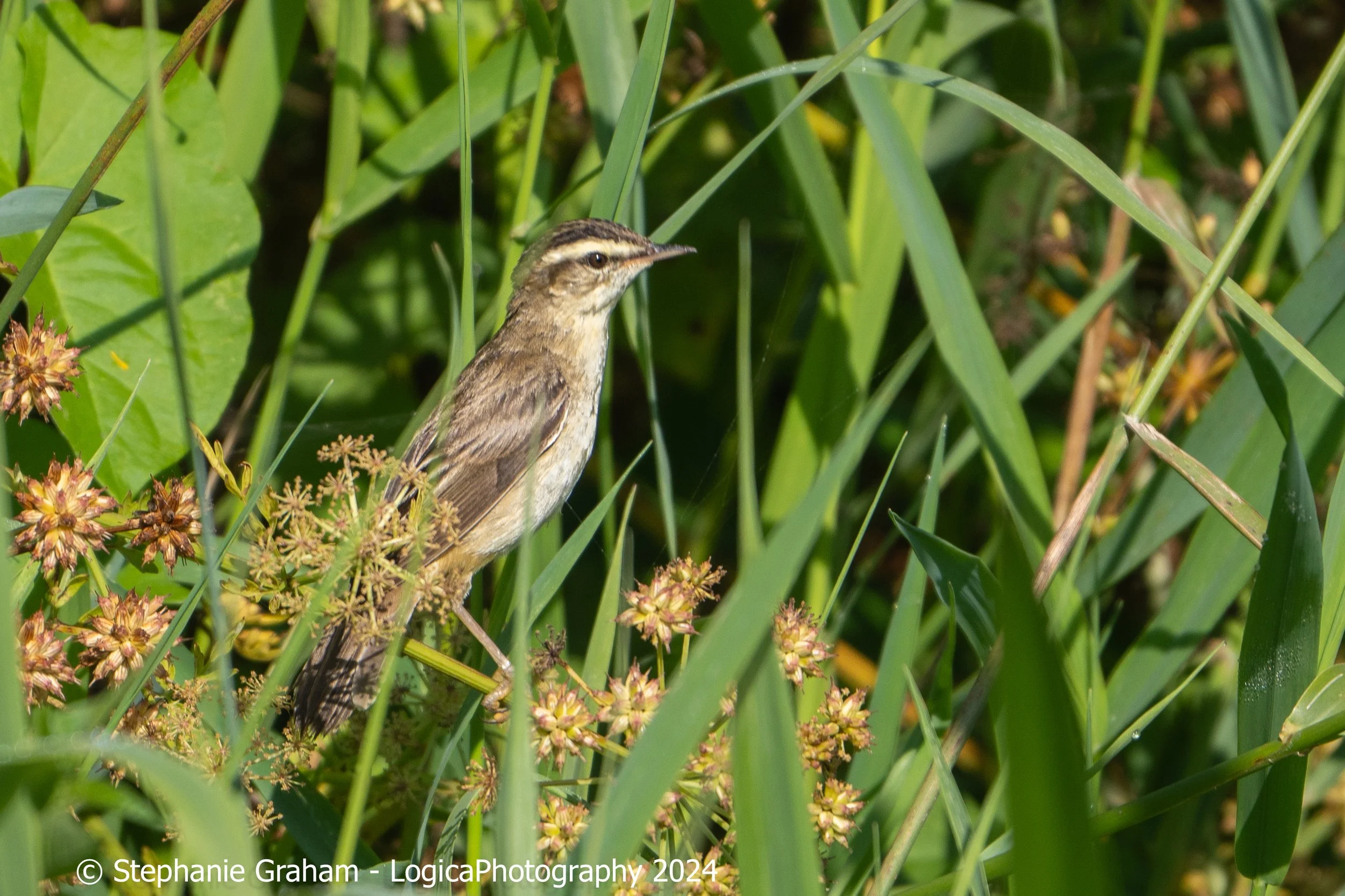 Sedge Warbler