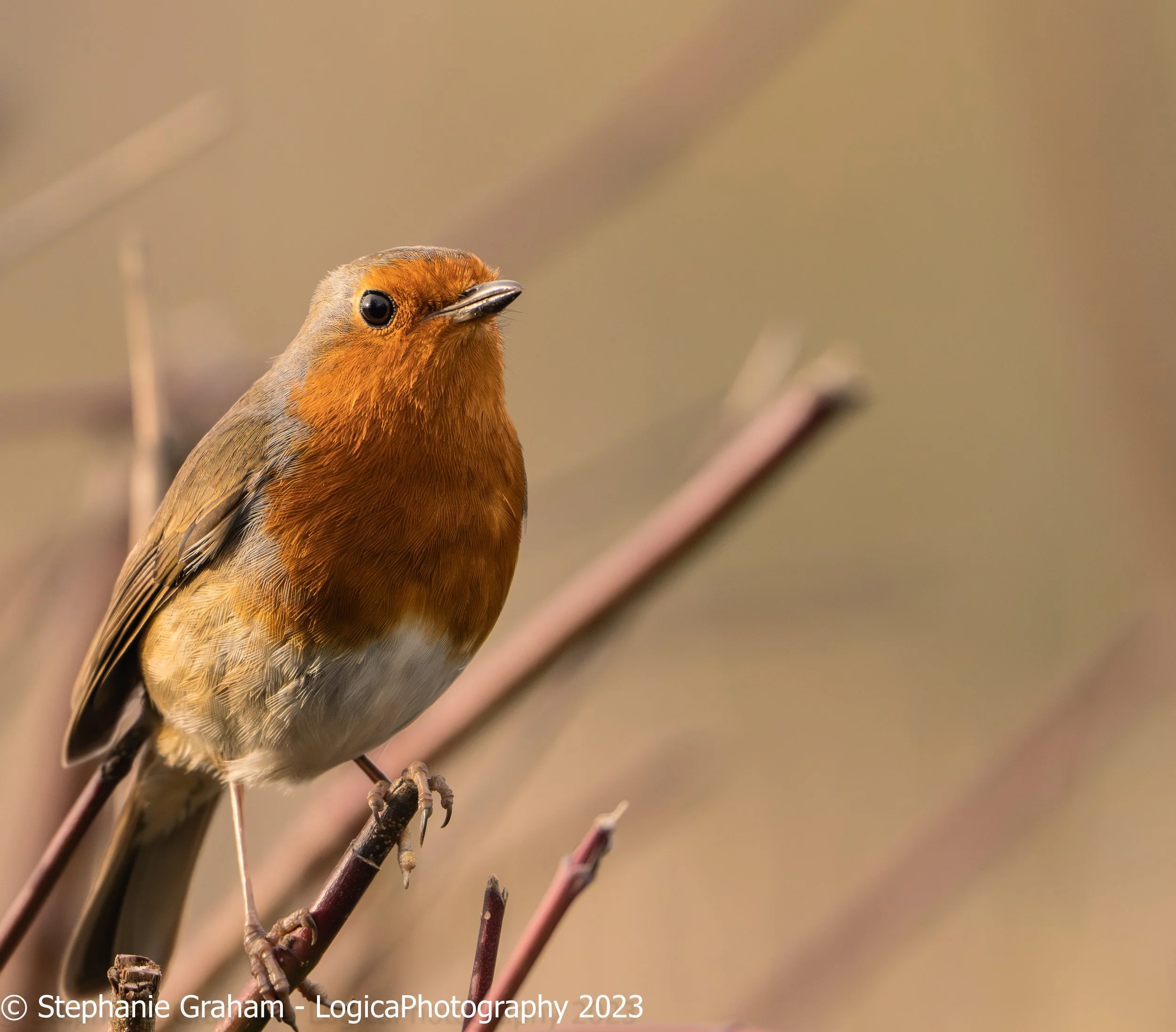 Robin