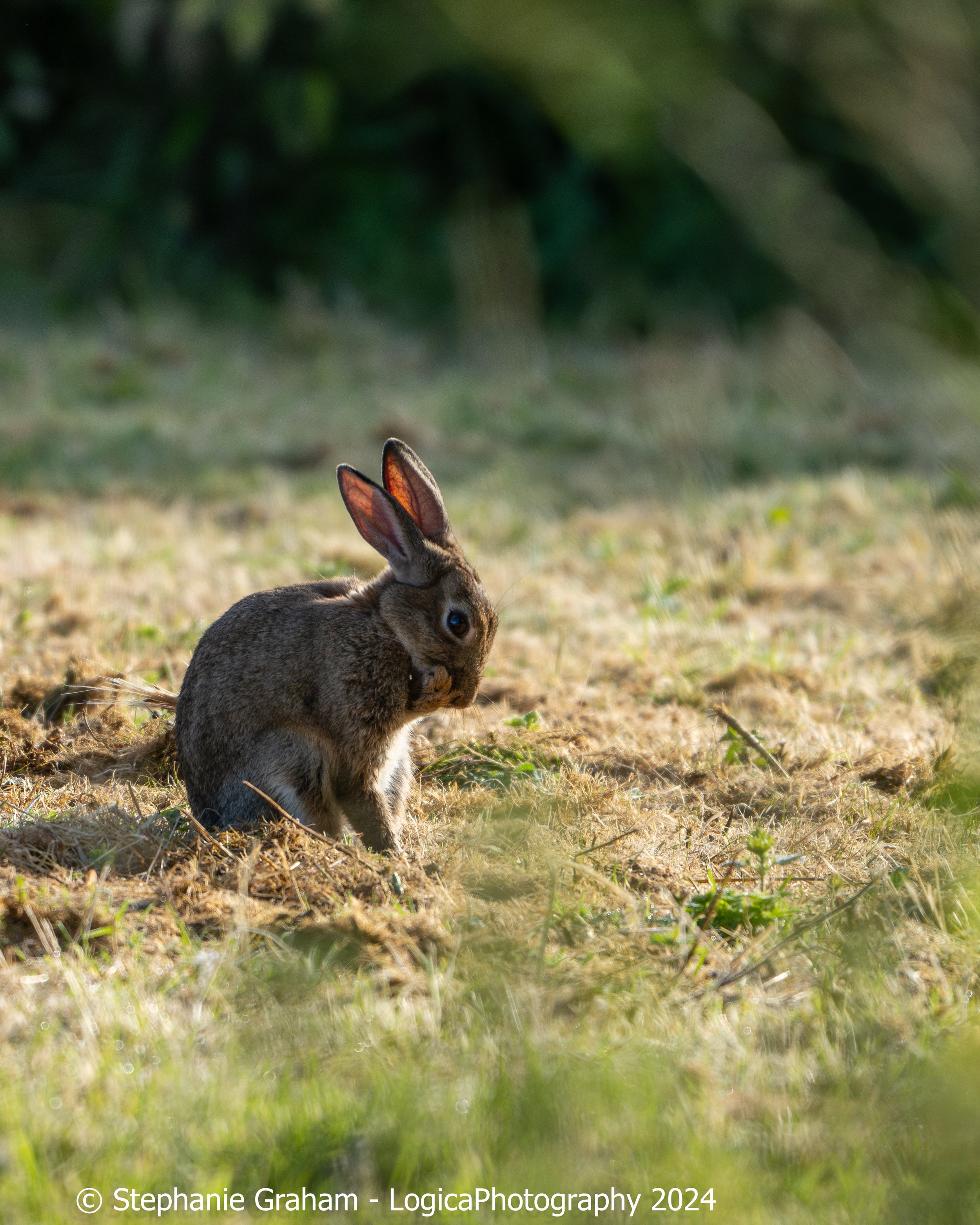 Brown Rabbit